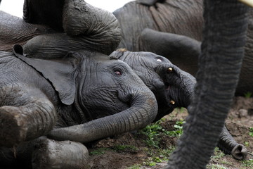 Baby Elephants playing