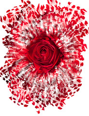 Obraz premium Close up of red rose exploding