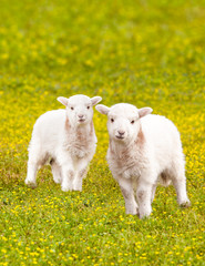 Twin baby lambs in flower meadow