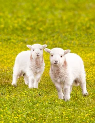 Washable wall murals Sheep Twin baby lambs in flower meadow