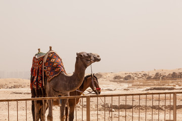 Camel and mule or horse for tourists by pyramids