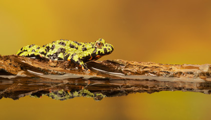 Fire Belly Toad reflection 