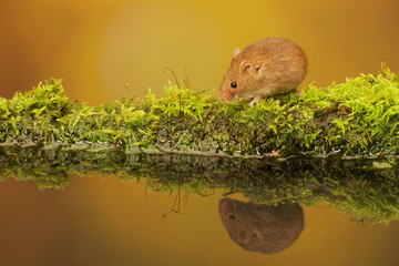 A tiny little harvest mouse on a mossy log in a reflection pool