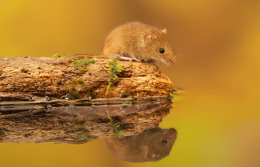 A tiny little harvest mouse on a mossy log in a reflection pool