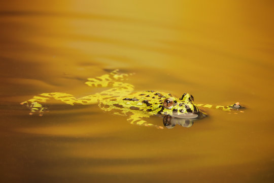 Fire Belly Toad floating in water 