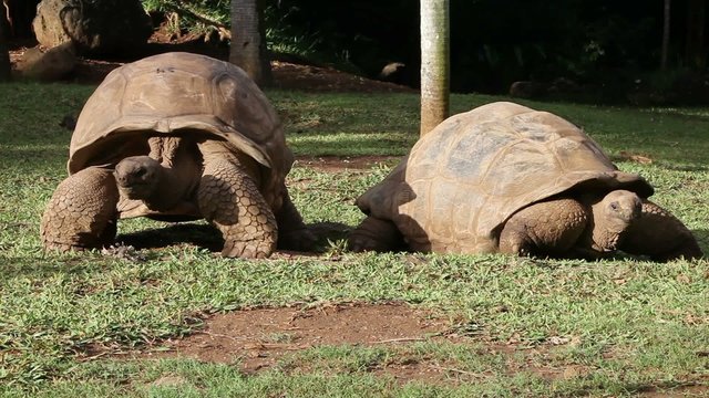 Big Seychelles turtle