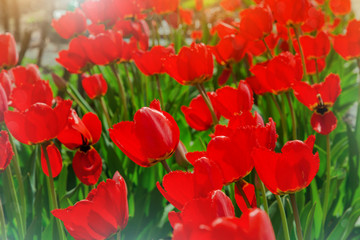 Fototapeta premium field of red tulips
