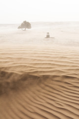oasis
Sahara, Marruecos.