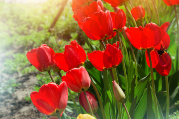 cute red tulips