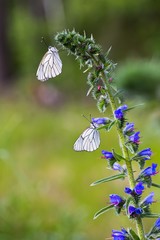 Beautiful wild colorful  butterfly resting on plant