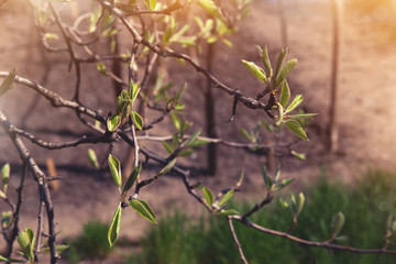 tree twigs at sunset