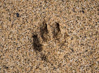 Single dog paw print in sand