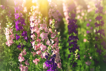 gentle pink and purple delphinium flowers  - 85250680