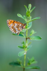 Beautiful wild colorful  butterfly resting on plant