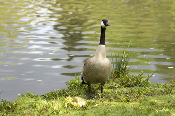 Canadian Goose and a Gosling