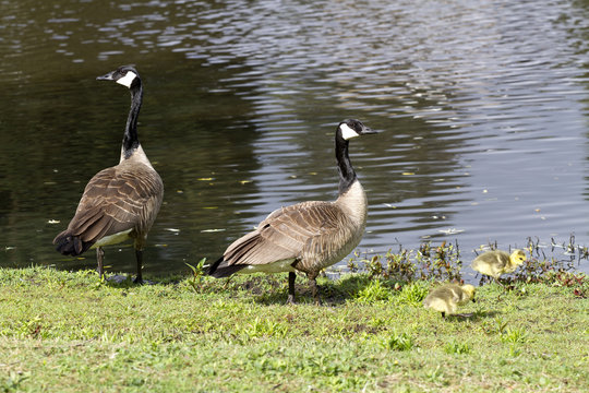 Family of Canadian Geese