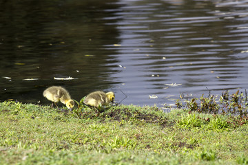 Goslings