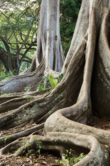 Moreton Bay Fig tree roots