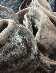 Obraz premium Moreton Bay Fig tree roots