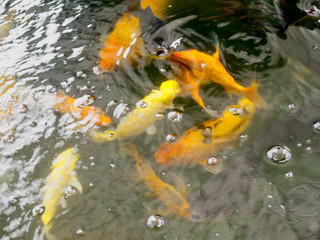 Blur fish in water