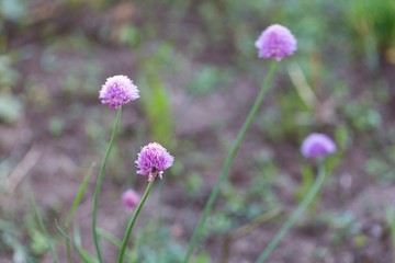 Chives flowers in nature