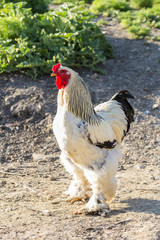 White and black rooster