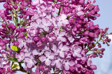 Lilac selective focus