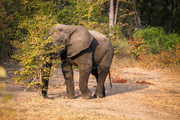 Wild african elephant
