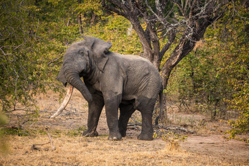 Wild african elephant