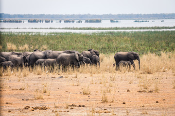 Fototapeta premium Wild african elephant