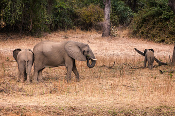 Fototapeta premium Wild african elephant