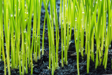 Green rice seedling growing from seed