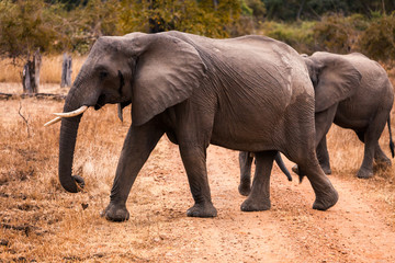 Fototapeta na wymiar Wild african elephant