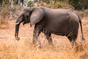 Naklejka na ściany i meble Wild african elephant