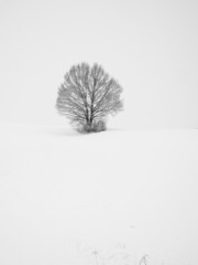 Fototapeta na wymiar lonely tree (162)