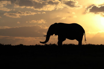 Fototapeta na wymiar A beautiful silhouette of a elephant bull against an amazing African sunset. Taken on safari in South Africa.