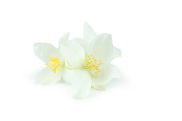 Obraz premium White flowers of jasmine isolated on white