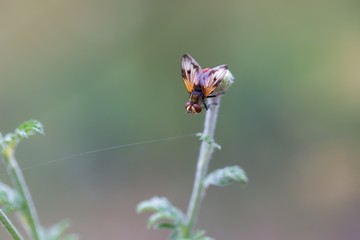Fly sitting on plant