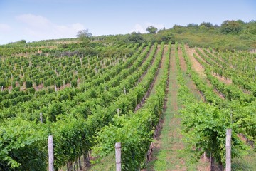 Fototapeta na wymiar Hungary vineyard in Tokaj