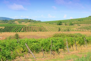 Fototapeta na wymiar Hungary wine land - Tokaj