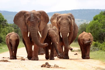 Photo sur Plexiglas Éléphant Un troupeau d& 39 éléphants avec des bébés veaux s& 39 approche de nous. Prise de vue en contre-plongée pour améliorer le portrait. Pris dans le parc national des éléphants d& 39 Addo, cap oriental, afrique du sud