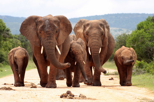 Fototapeta A herd of elephants with baby calves approaches us. Took the shot at a low angle to enhance the portrait. Taken in Addo elephant national park,eastern cape,south africa