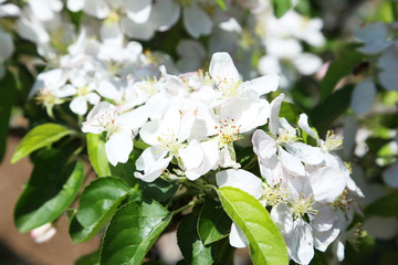 Spring flowering branch outdoors