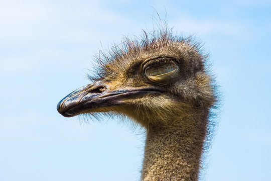 ostrich