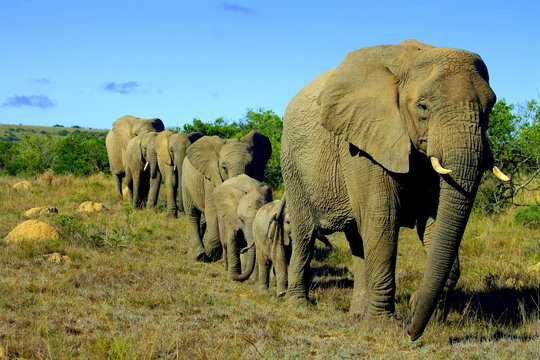 A herd of elephants with baby calves approaches us. Took the shot at a low angle to enhance the portrait. Taken in Addo elephant national park,eastern cape,south africa