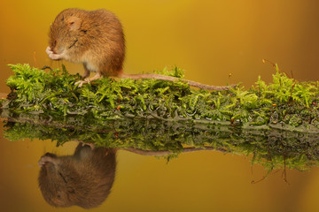A tiny little Harvest mouse