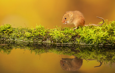 A tiny little Harvest mouse