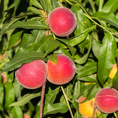 Peach of Bivona. Sicily. Variety of Prunus persica. 