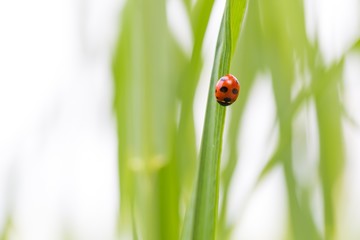 Ladybug on grass blade