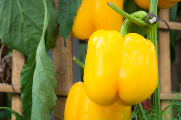 yellow paprika on a branch